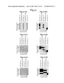 Radar apparatus or like diagram and image