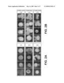 DETECTION OF CIRCULATING TUMOR CELLS IN PERIPHERAL BLOOD WITH AN AUTOMATED SCANNING FLUORESCENCE MICROSCOPE diagram and image