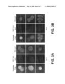 DETECTION OF CIRCULATING TUMOR CELLS IN PERIPHERAL BLOOD WITH AN AUTOMATED SCANNING FLUORESCENCE MICROSCOPE diagram and image