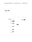PHARMACEUTICAL PREPARATION AND METHOD OF TREATMENT OF HUMAN MALIGNANCIES WITH ARGININE DEPRIVATION diagram and image