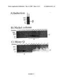 ISOLATED STAPHYLOCOCCUS DNAX SUBUNIT AND USE THEREOF diagram and image