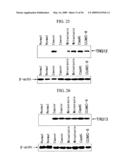 Human Protooncogene TRG and Protein Encoded Therein diagram and image