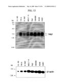 Human Protooncogene TRG and Protein Encoded Therein diagram and image