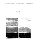 ISOLATION OF PRECURSOR CELLS AND THEIR USE FOR TISSUE REPAIR diagram and image