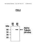 Quantitative Determination of Proteins from Formalin-Fixed Tissue diagram and image