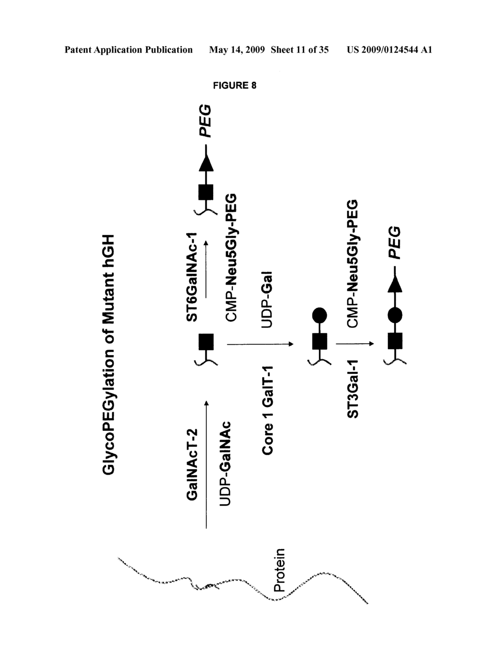 COMPOSITIONS AND METHODS FOR THE PREPARATION OF PROTEASE RESISTANT HUMAN GROWTH HORMONE GLYCOSYLATION MUTANTS - diagram, schematic, and image 12