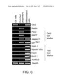 USE OF STEM CELLS TO GENERATE INNER EAR CELLS diagram and image