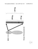 hTERT GENE EXPRESSION REGULATORY GENE diagram and image