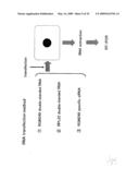 hTERT GENE EXPRESSION REGULATORY GENE diagram and image