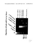 hTERT GENE EXPRESSION REGULATORY GENE diagram and image