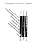 hTERT GENE EXPRESSION REGULATORY GENE diagram and image