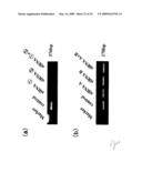 hTERT GENE EXPRESSION REGULATORY GENE diagram and image