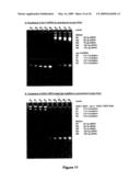 Rna constructs diagram and image