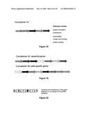 Rna constructs diagram and image