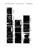 Polynucleotides and polypeptides involved in plant fiber development and methods of using same diagram and image