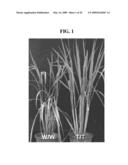 REGULATOR FOR FLOWERING TIME, TRANSGENIC PLANT TRANSFORMED WITH THE SAME, AND METHOD FOR REGULATING FLOWERING TIME diagram and image