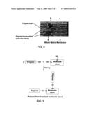 Polymer Functionalized Molecular Sieve/Polymer Mixed Matrix Membranes diagram and image