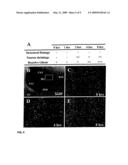 Apparatus and method for obtaining magnetic resonance imaging or spectroscopy data from live tissue samples diagram and image