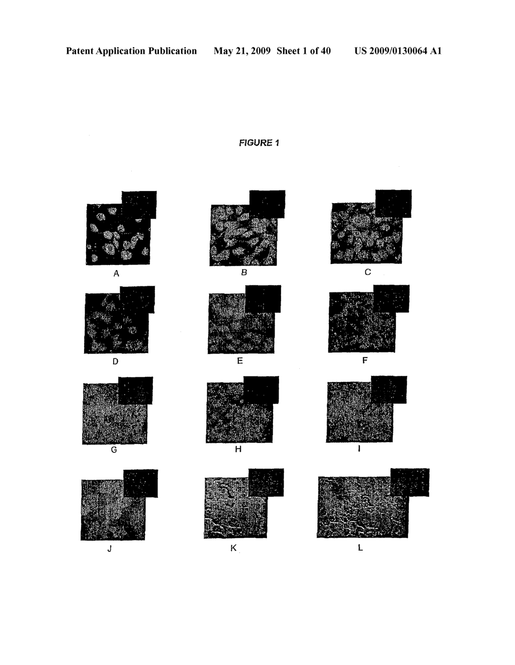 DIFFERENTIATION OF STEM CELLS AND STABILIZATION OF PHENOTYPICAL PROPERTIES OF PRIMARY CELLS - diagram, schematic, and image 02