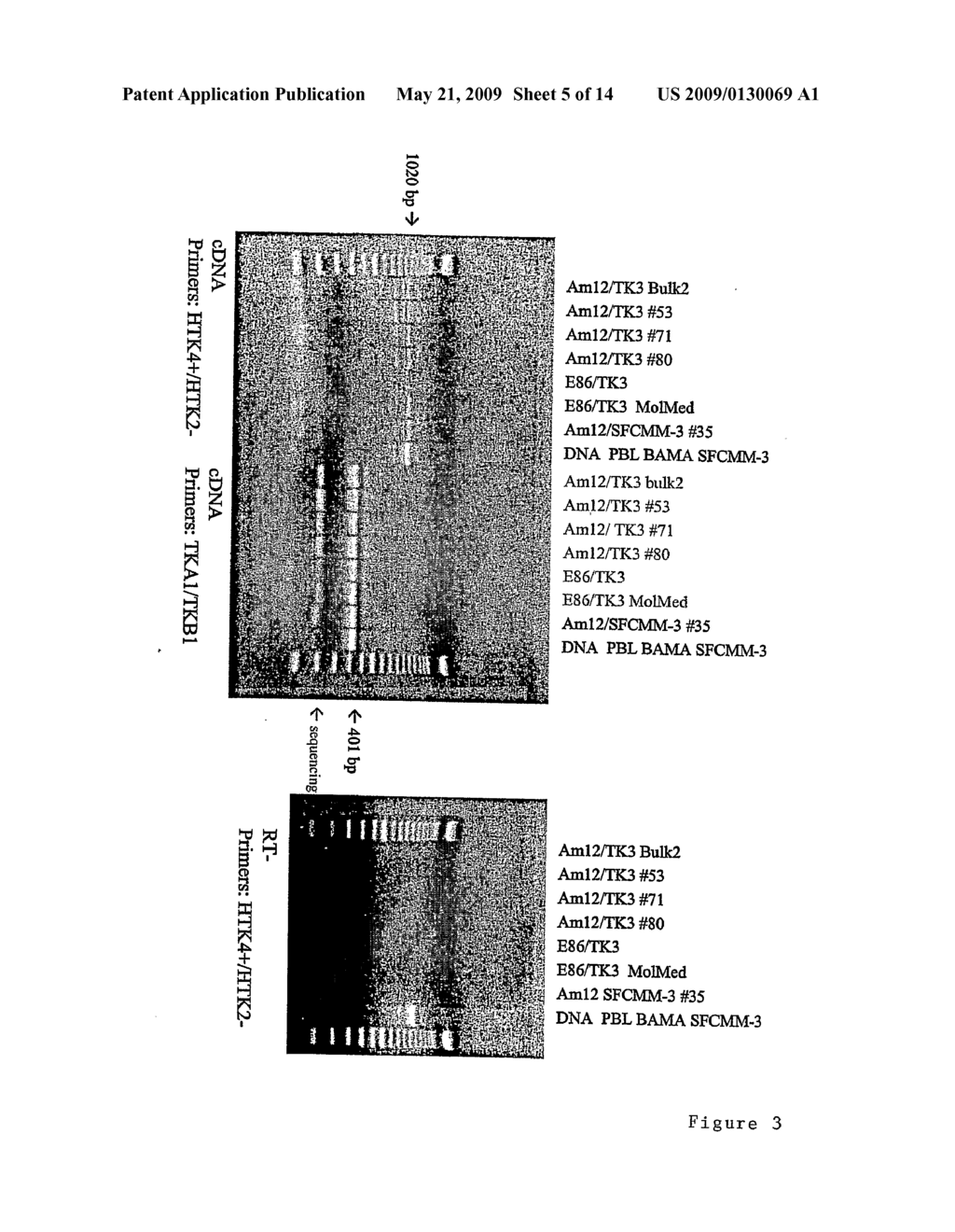 Thymidine Kinase - diagram, schematic, and image 06