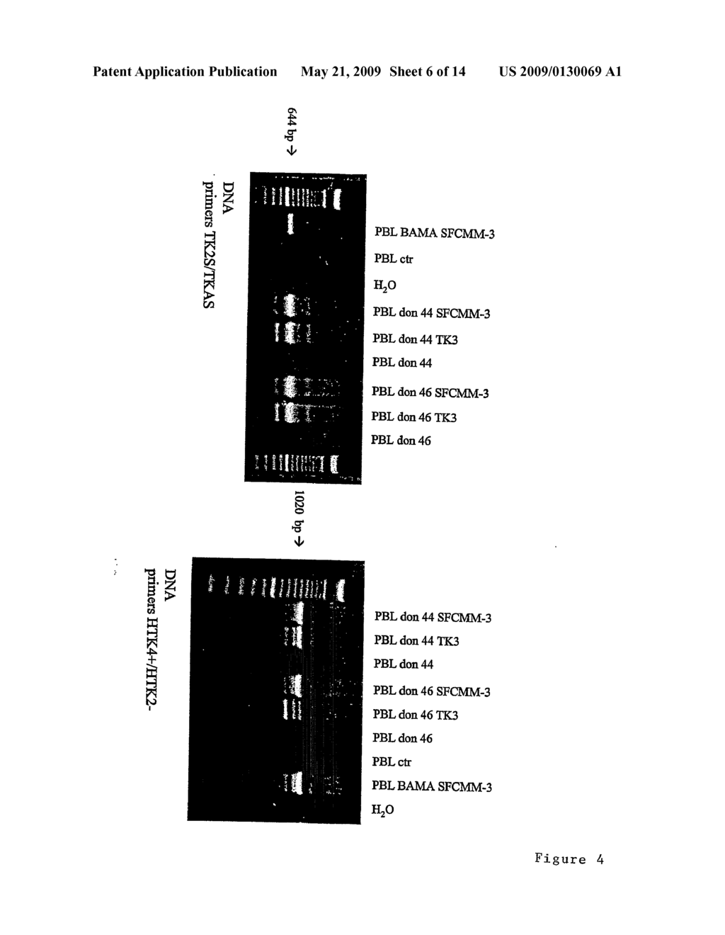 Thymidine Kinase - diagram, schematic, and image 07