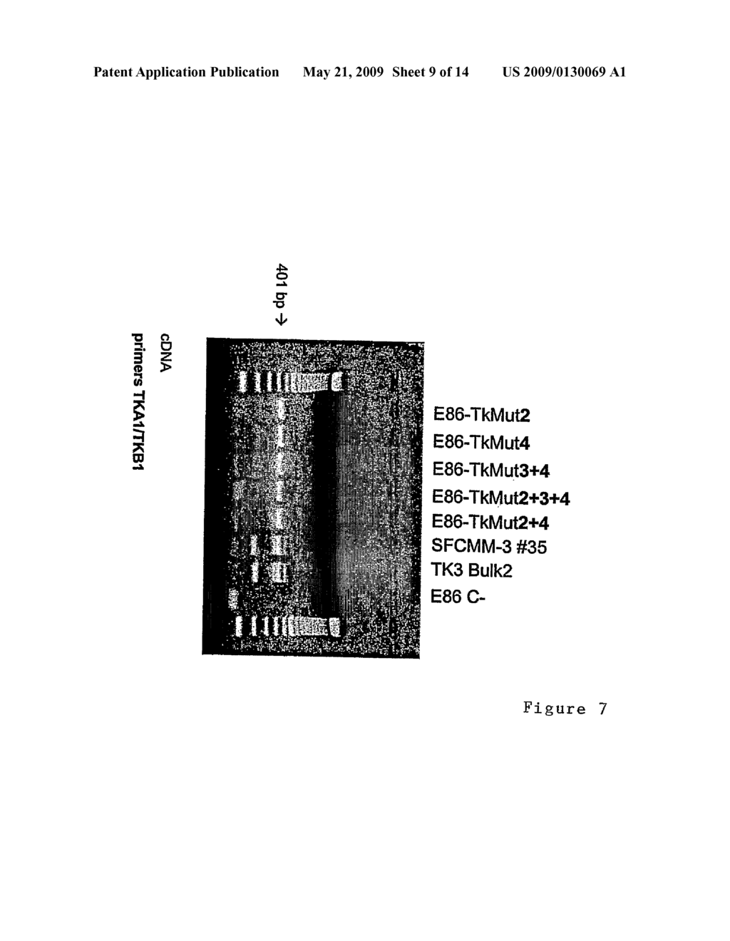 Thymidine Kinase - diagram, schematic, and image 10