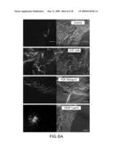 METHODS OF USING HUMANIZED ANTIBODIES AND COMPOSITIONS FOR BINDING SPHINGOSINE-1-PHOSPHATE diagram and image