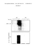 INTERLEUKIN-22 POLYPEPTIDES, NUCLEIC ACIDS ENCODING THE SAME AND METHODS FOR THE TREATMENT OF PANCREATIC DISORDERS diagram and image