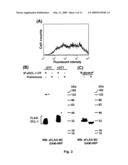 DCL-1 and uses thereof diagram and image