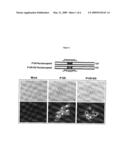 N PROTEIN MUTANTS OF PORCINE REPRODUCTIVE AND RESPIRATORY SYNDROME VIRUS diagram and image