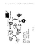 Methods for the production of highly sensitive and specific cell surface probes diagram and image