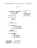 METHOD FOR ISOTHERMAL AMPLIFICATION OF NUCLEIC ACIDS AND METHOD FOR DETECTING NUCLEIC ACIDS USING SIMULTANEOUS ISOTHERMAL AMPLIFICATION OF NUCLEIC ACIDS AND SIGNAL PROBE diagram and image