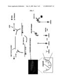 METHOD FOR ISOTHERMAL AMPLIFICATION OF NUCLEIC ACIDS AND METHOD FOR DETECTING NUCLEIC ACIDS USING SIMULTANEOUS ISOTHERMAL AMPLIFICATION OF NUCLEIC ACIDS AND SIGNAL PROBE diagram and image