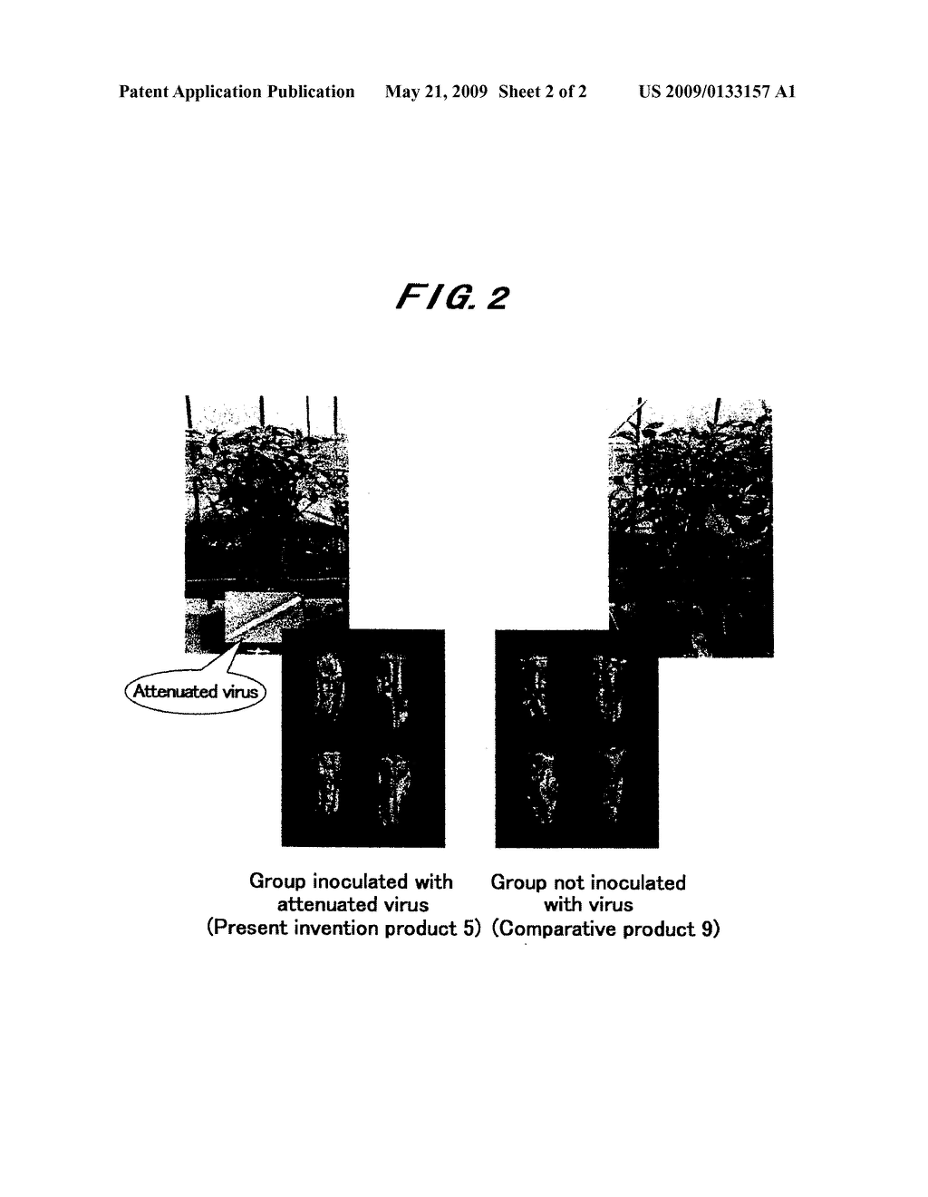 METHOD OF PRODUCING FRUIT OF CAPSICUM PLANT WITH VITAMIN C CONTENT INCREASED - diagram, schematic, and image 03