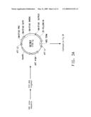 SOYBEAN EF1A2 PROMOTER AND ITS USE IN CONSTITUTIVE EXPRESSION OF TRANSGENIC GENES IN PLANTS diagram and image