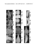 SOYBEAN EF1A2 PROMOTER AND ITS USE IN CONSTITUTIVE EXPRESSION OF TRANSGENIC GENES IN PLANTS diagram and image