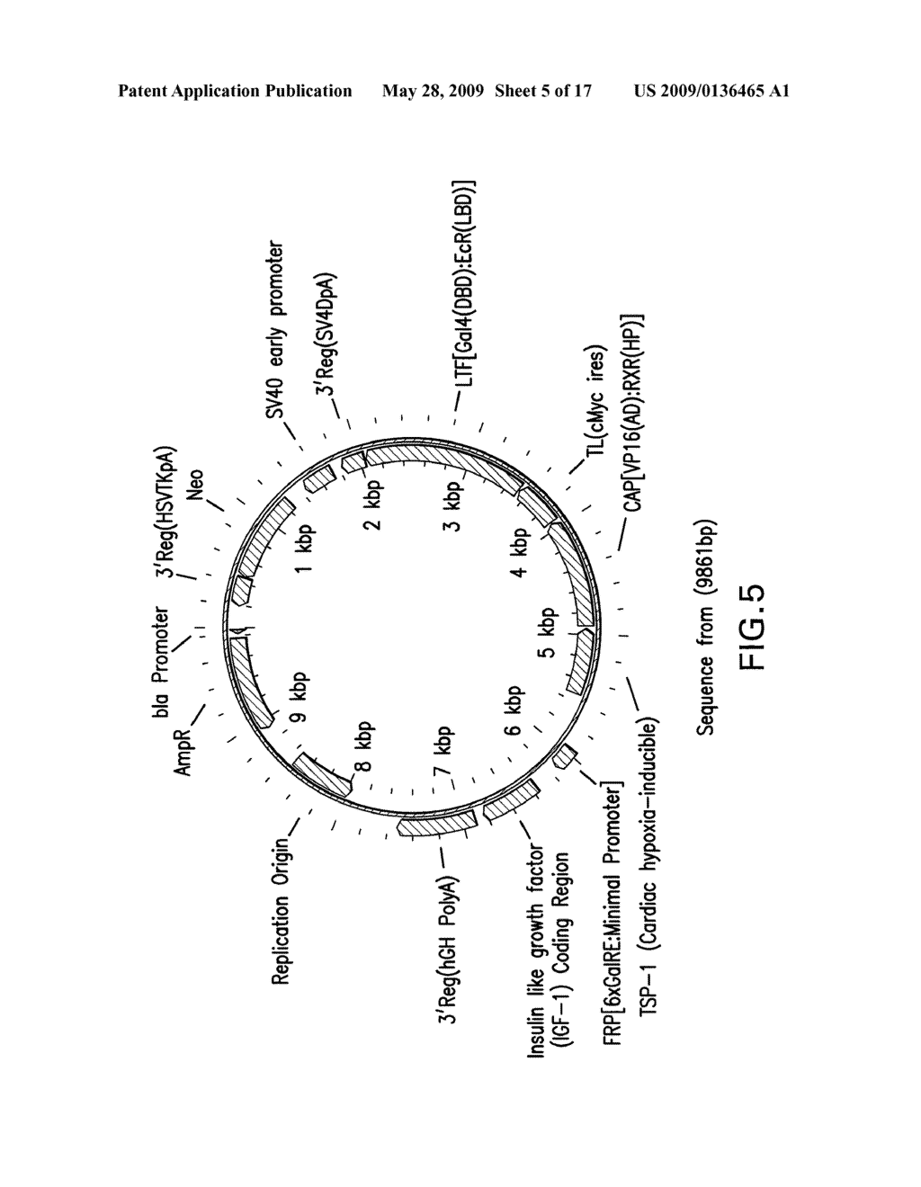 Therapeutic Gene-Switch Constructs and Bioreactors for the Expression of Biotherapeutic Molecules, and Uses Thereof - diagram, schematic, and image 06