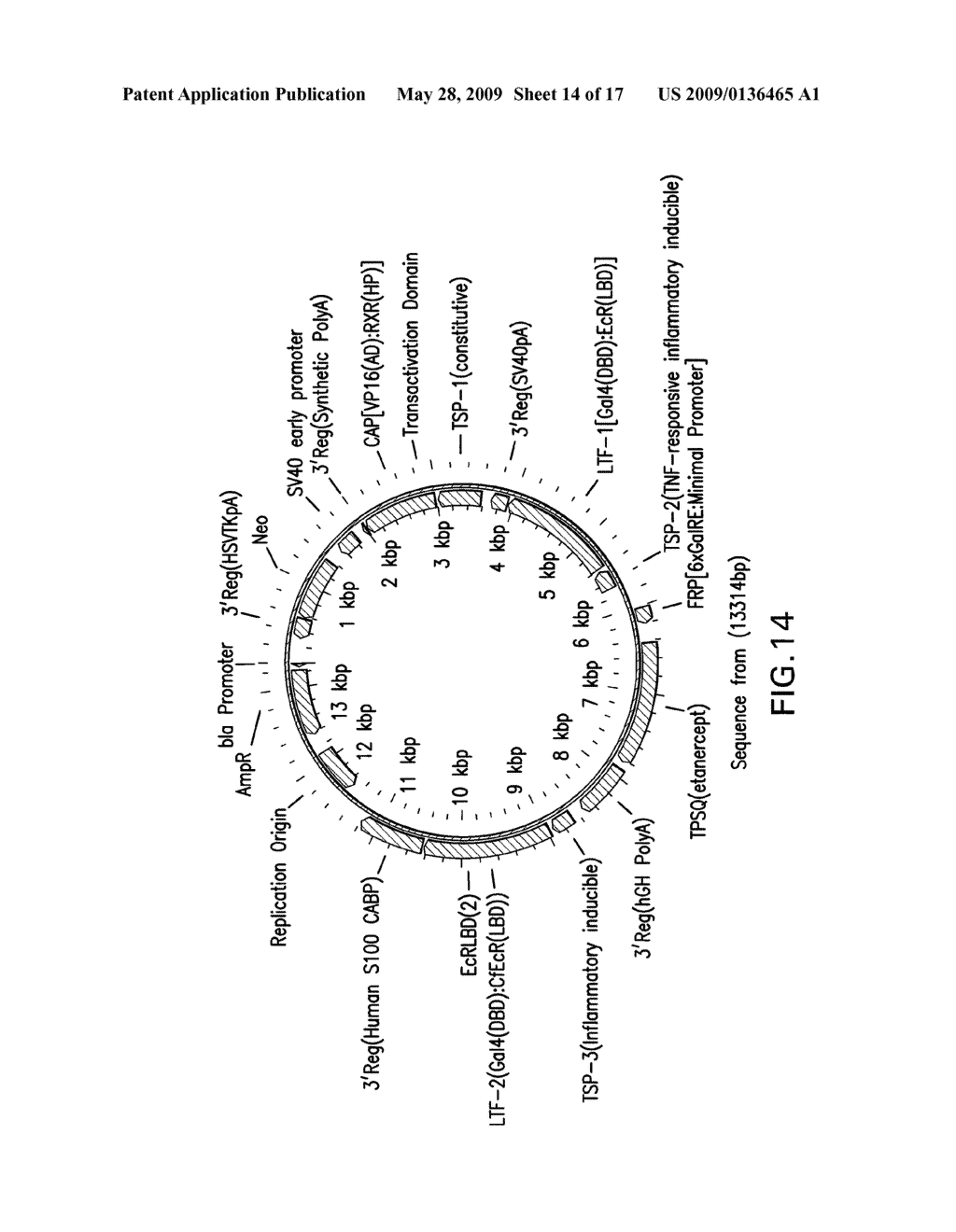 Therapeutic Gene-Switch Constructs and Bioreactors for the Expression of Biotherapeutic Molecules, and Uses Thereof - diagram, schematic, and image 15