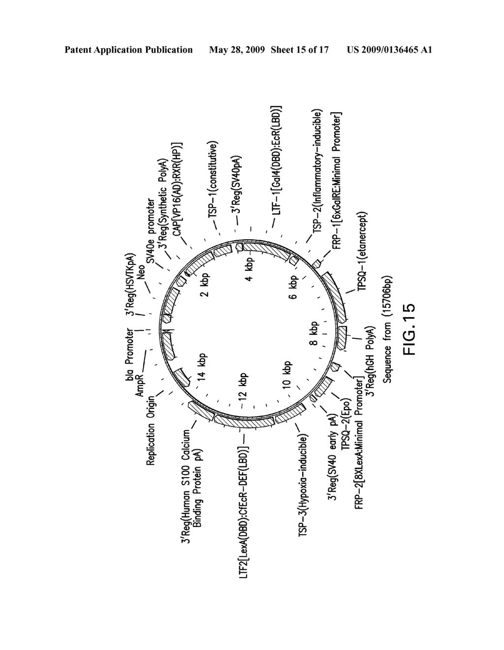 Therapeutic Gene-Switch Constructs and Bioreactors for the Expression of Biotherapeutic Molecules, and Uses Thereof - diagram, schematic, and image 16