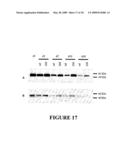 Use of Myostatin (GDF-8) Antagonists for Treatment of Sarcopenia (Age-Related Muscle-Wasting) diagram and image