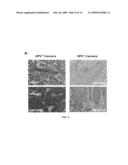 Biomarkers for human papilloma virus-associated cancer diagram and image