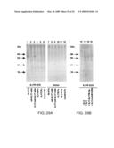 IL-17 homologous polypeptides and therapeutic uses thereof diagram and image