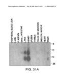 IL-17 homologous polypeptides and therapeutic uses thereof diagram and image