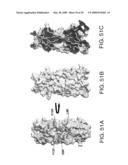 IL-17 homologous polypeptides and therapeutic uses thereof diagram and image