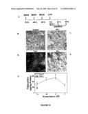 Humanized PAI-1 Antibodies diagram and image