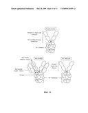 Intranasal Administration of Active Agents to the Central Nervous System diagram and image