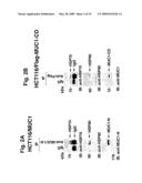 MITOCHONDRIAL LOCALIZATION OF MUC1 diagram and image