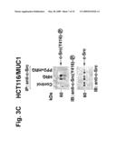 MITOCHONDRIAL LOCALIZATION OF MUC1 diagram and image