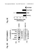 MITOCHONDRIAL LOCALIZATION OF MUC1 diagram and image