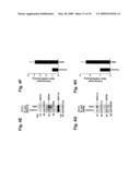 MITOCHONDRIAL LOCALIZATION OF MUC1 diagram and image